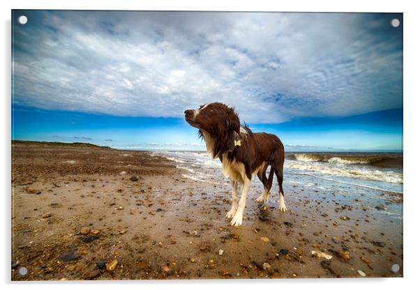 Sea Dog Acrylic by Alan Simpson