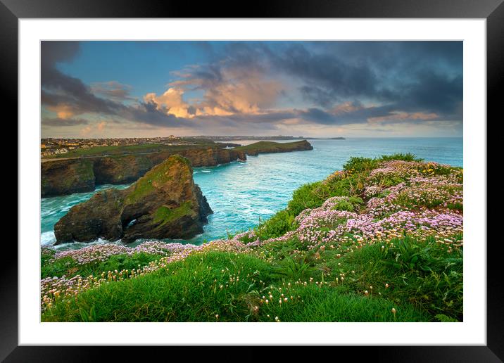 Sea thrift at Newquay Framed Mounted Print by Michael Brookes
