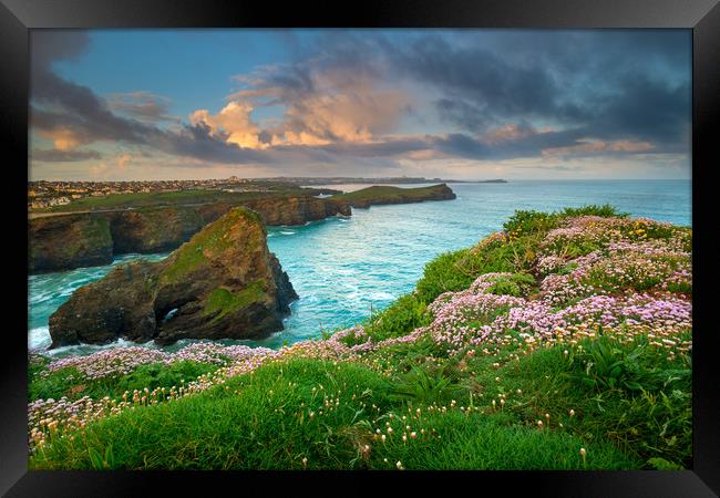 Sea thrift at Newquay Framed Print by Michael Brookes