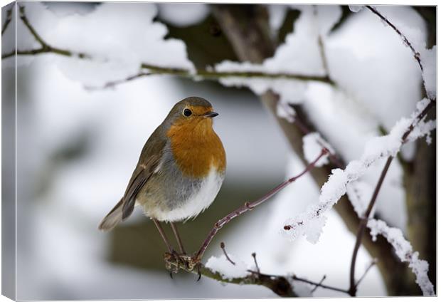ROBIN IN THE SNOW Canvas Print by Anthony R Dudley (LRPS)