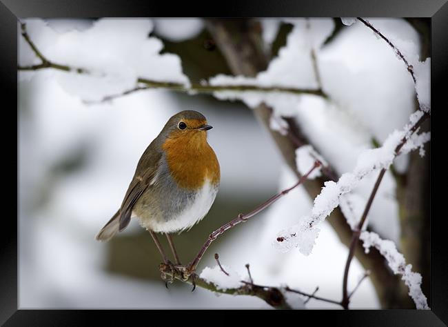 ROBIN IN THE SNOW Framed Print by Anthony R Dudley (LRPS)