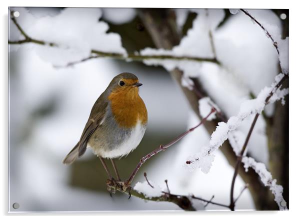 ROBIN IN THE SNOW Acrylic by Anthony R Dudley (LRPS)