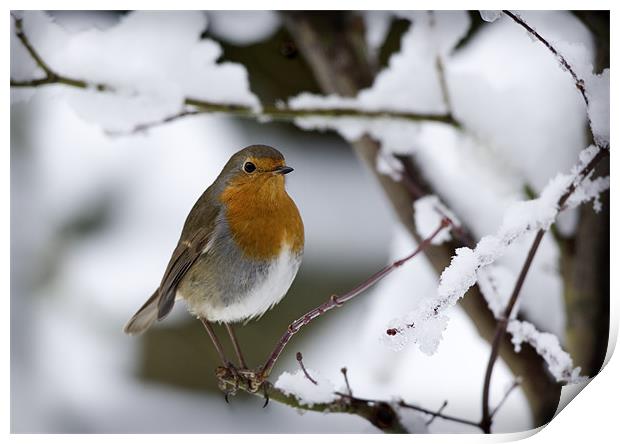 ROBIN IN THE SNOW Print by Anthony R Dudley (LRPS)