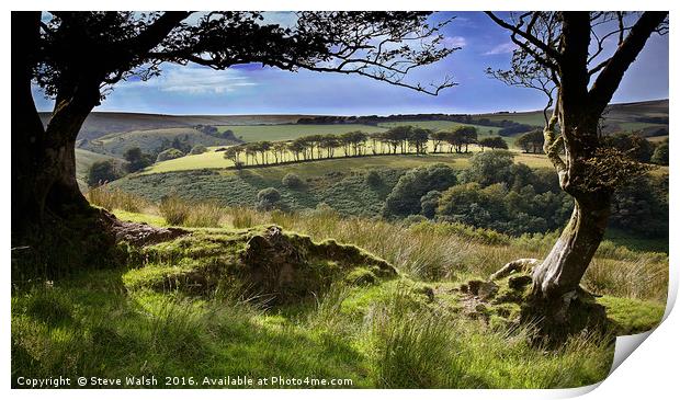 Exmoor tree view Print by Steve Walsh