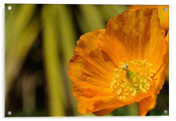 Orange poppy Acrylic by Adrian Susman
