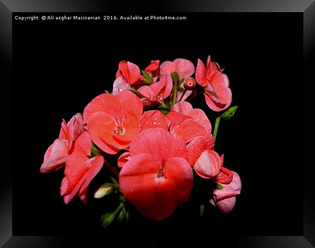 geranium, Framed Print by Ali asghar Mazinanian