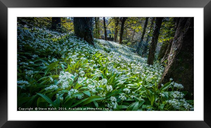 Wild garlic woods Framed Mounted Print by Steve Walsh