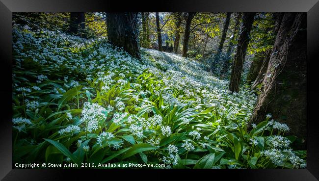 Wild garlic woods Framed Print by Steve Walsh