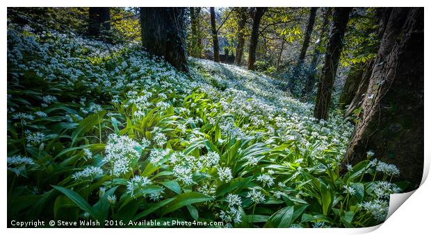 Wild garlic woods Print by Steve Walsh
