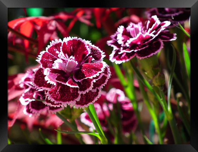 Dianthus In Bloom Framed Print by Ian Coleman