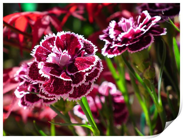 Dianthus In Bloom Print by Ian Coleman