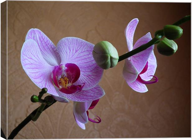 Moth Orchid In Bloom Canvas Print by Ian Coleman
