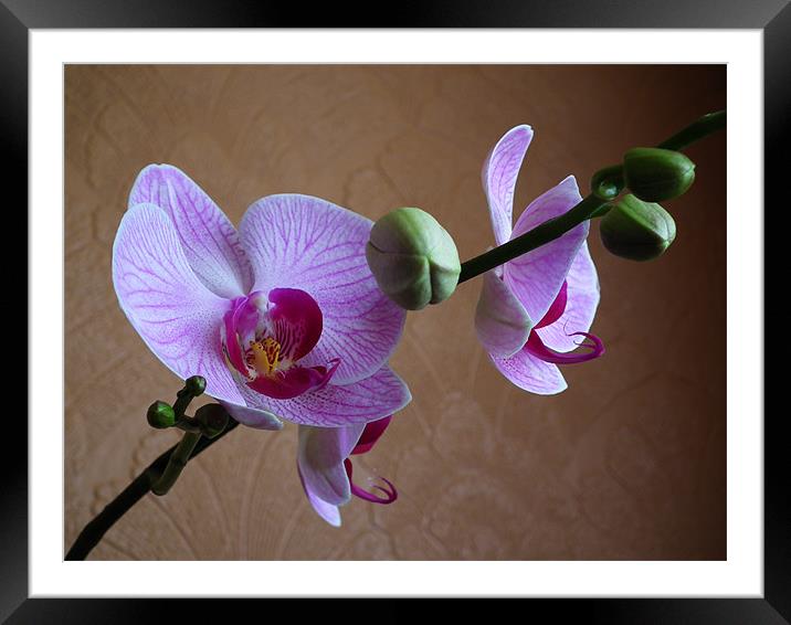 Moth Orchid In Bloom Framed Mounted Print by Ian Coleman