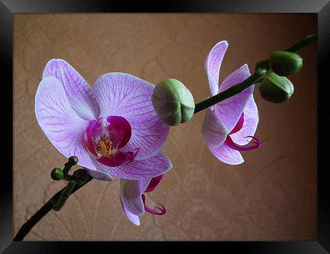 Moth Orchid In Bloom Framed Print by Ian Coleman