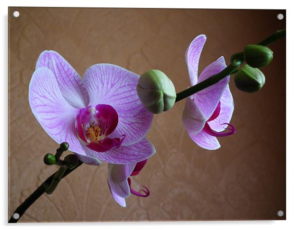 Moth Orchid In Bloom Acrylic by Ian Coleman