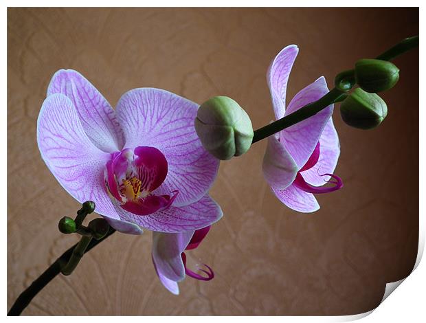 Moth Orchid In Bloom Print by Ian Coleman