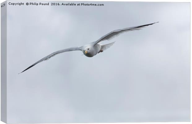 Seagull in Flight Canvas Print by Philip Pound