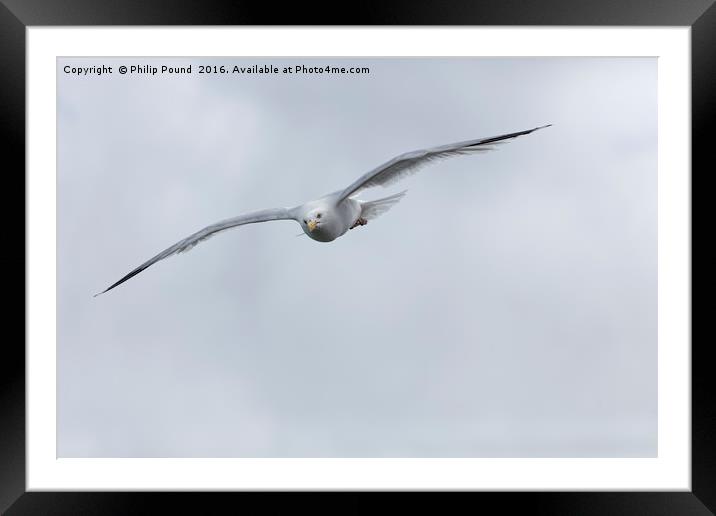 Seagull in Flight Framed Mounted Print by Philip Pound