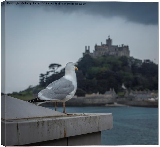 Seagull looks out to St Michael's Mount in Cornwal Canvas Print by Philip Pound