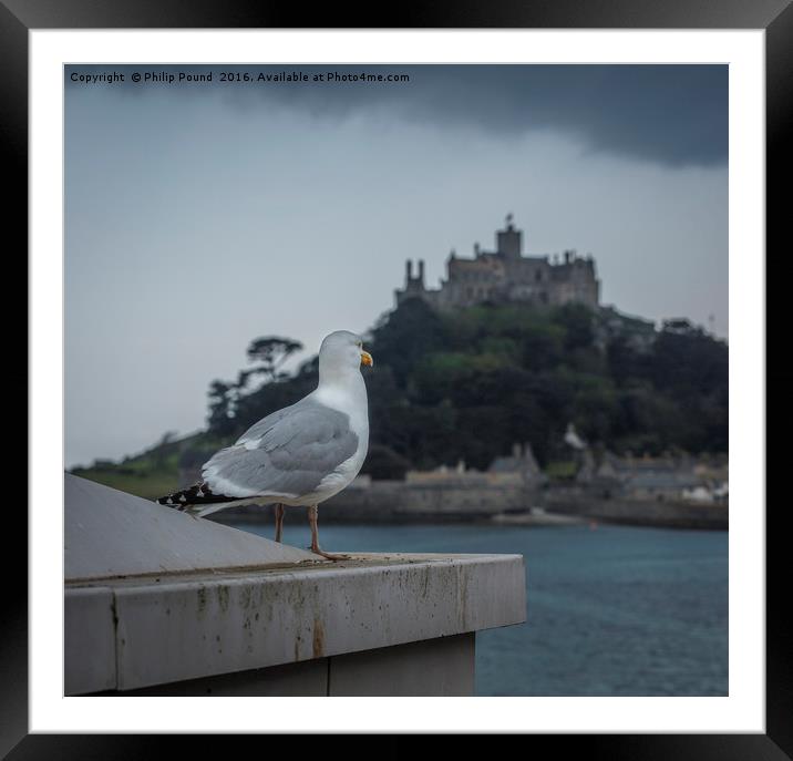 Seagull looks out to St Michael's Mount in Cornwal Framed Mounted Print by Philip Pound