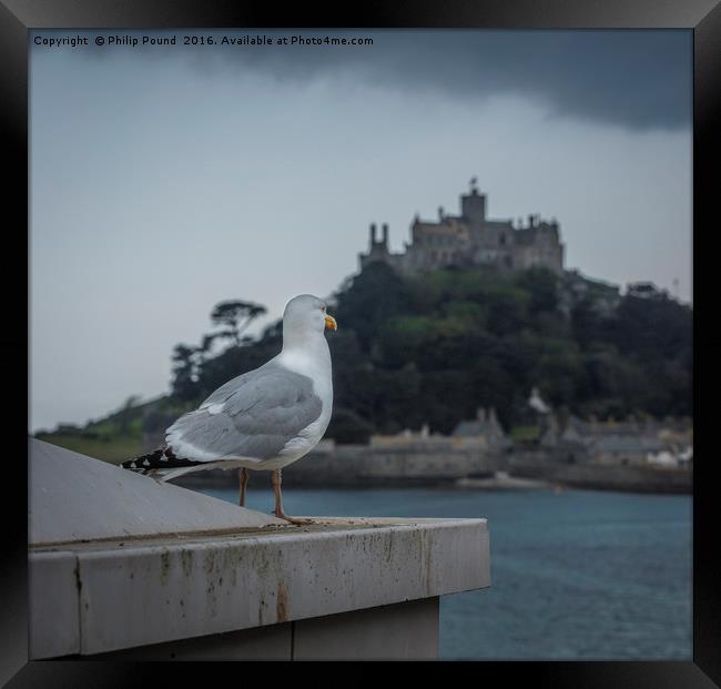 Seagull looks out to St Michael's Mount in Cornwal Framed Print by Philip Pound