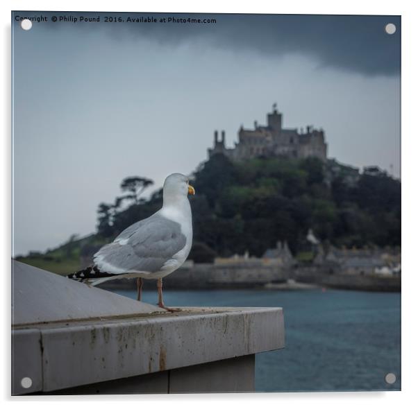 Seagull looks out to St Michael's Mount in Cornwal Acrylic by Philip Pound