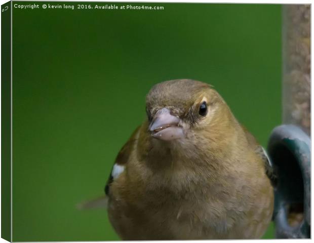 chaffinch looking at me while im looking at him  Canvas Print by kevin long