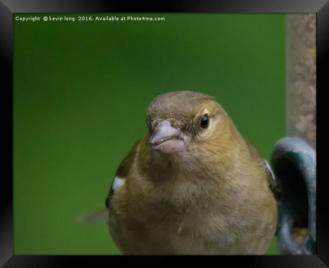 chaffinch looking at me while im looking at him  Framed Print by kevin long