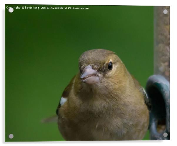 chaffinch looking at me while im looking at him  Acrylic by kevin long