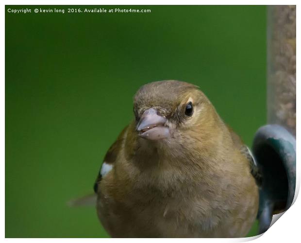 chaffinch looking at me while im looking at him  Print by kevin long
