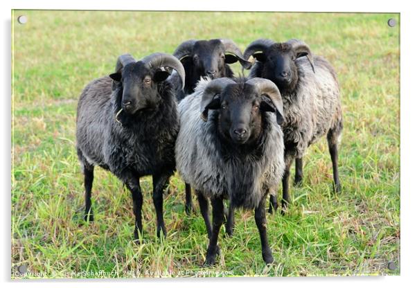 German Moorland Sheep            Acrylic by Gisela Scheffbuch