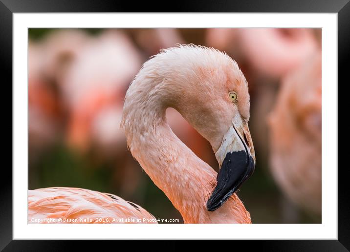 Portrait of a Chilean Flamingo Framed Mounted Print by Jason Wells