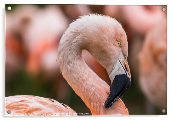 Portrait of a Chilean Flamingo Acrylic by Jason Wells