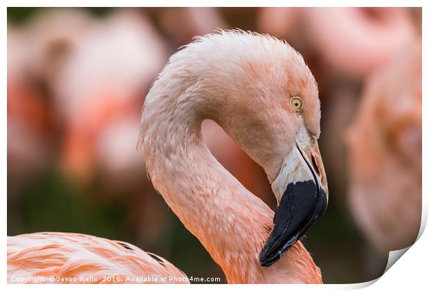 Portrait of a Chilean Flamingo Print by Jason Wells