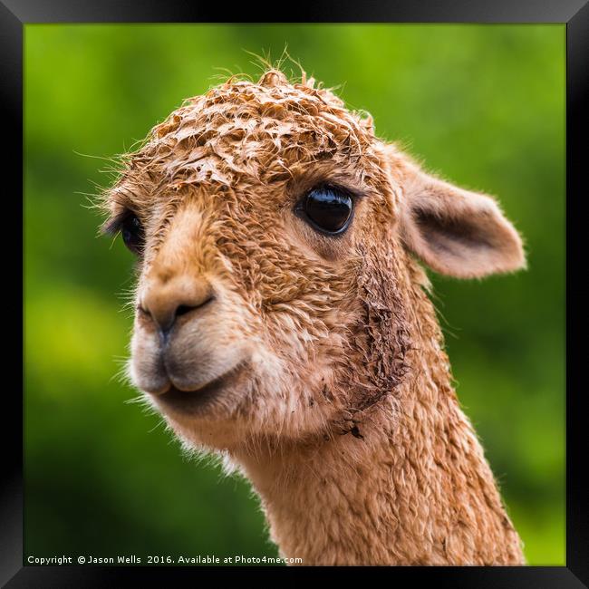 Headshot of an Alpaca Framed Print by Jason Wells