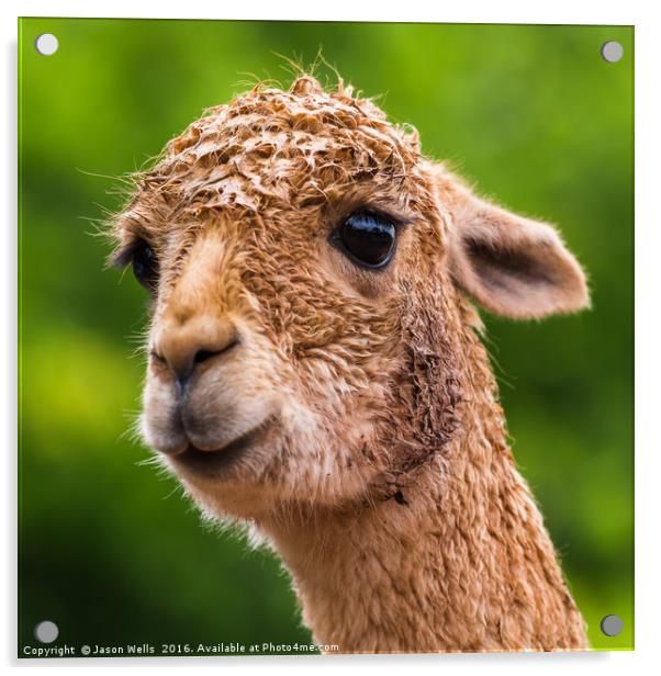 Headshot of an Alpaca Acrylic by Jason Wells