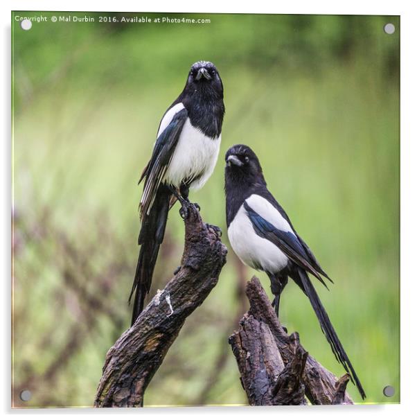 A Pair of Magpies  Acrylic by Mal Durbin