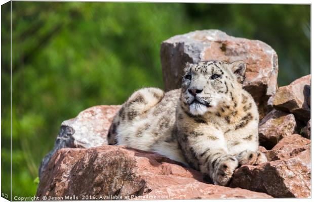 Snow Leopard in the sun Canvas Print by Jason Wells