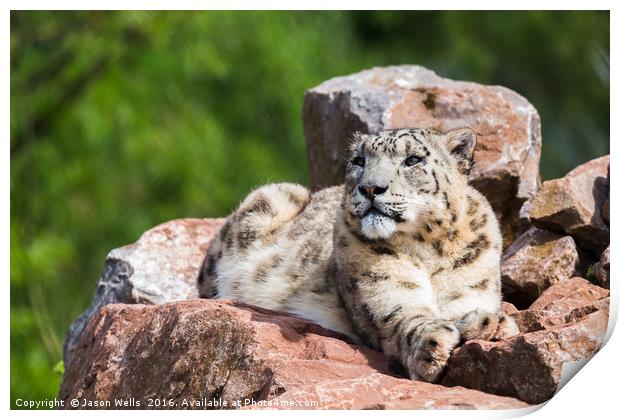 Snow Leopard in the sun Print by Jason Wells
