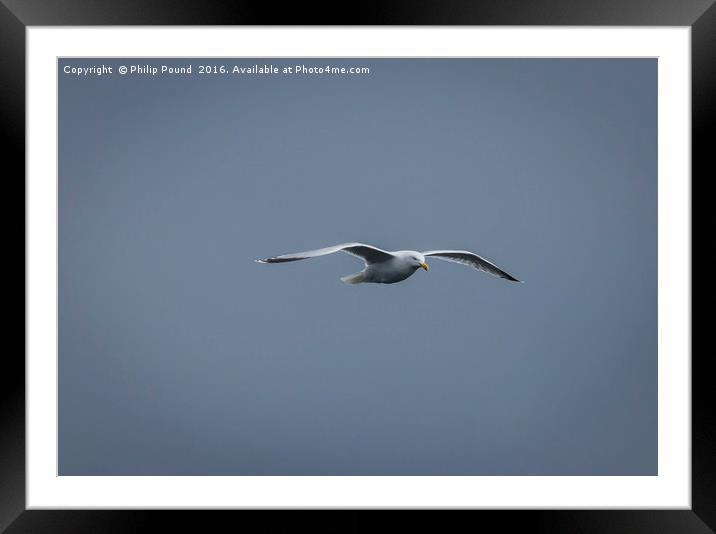 Seagull Framed Mounted Print by Philip Pound