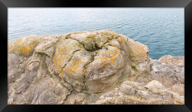 Fossil tree burr at the 'Fossil Forest' on Dorset' Framed Print by Mark Godden