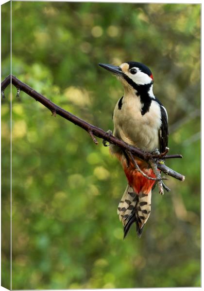 Greater spotted woodpecker Canvas Print by Val Saxby LRPS