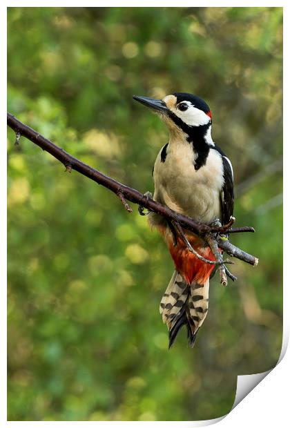 Greater spotted woodpecker Print by Val Saxby LRPS