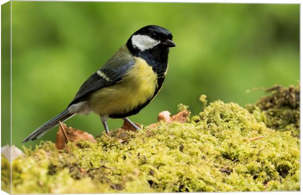 Great Tit Canvas Print by Val Saxby LRPS