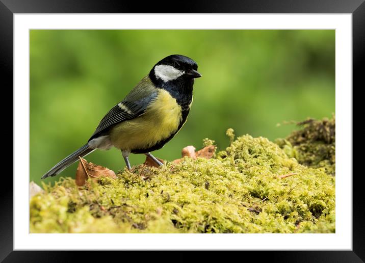 Great Tit Framed Mounted Print by Val Saxby LRPS