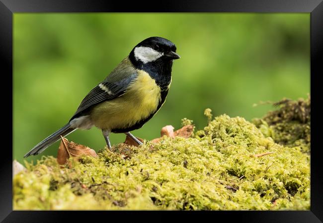 Great Tit Framed Print by Val Saxby LRPS