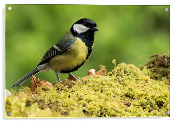 Great Tit Acrylic by Val Saxby LRPS