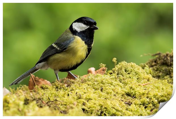 Great Tit Print by Val Saxby LRPS