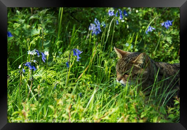 Bluebell Feline  Framed Print by Rob Hawkins
