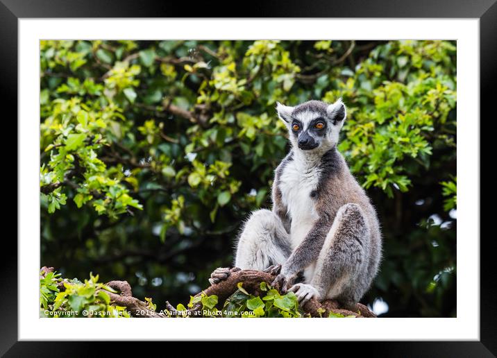Ring-tailed lemur in a tree Framed Mounted Print by Jason Wells